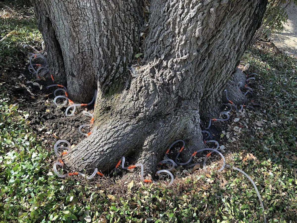 Detailed Tree Cabling and Bracing job site in Corte Madera