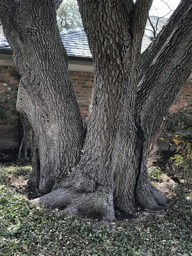 Mature heritage tree close to a Corte Madera property cared for by certified arborists