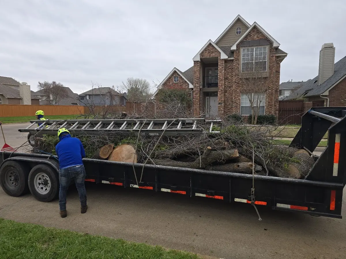 Expert Tree Fertilization with proper safety equipment in Corte Madera